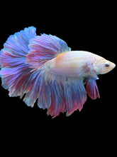 Load image into Gallery viewer, Male Rosetail - Pastel #2492 - Live Betta Fish
