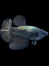 Load image into Gallery viewer, TOP GRADE Female Halfmoon - Fancy Copper #2494 - Live Betta Fish
