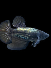 Load image into Gallery viewer, TOP GRADE Female Halfmoon - Fancy Copper #2494 - Live Betta Fish
