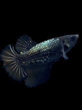 Load image into Gallery viewer, TOP GRADE Female Halfmoon - Fancy Copper #2494 - Live Betta Fish
