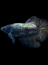 Load image into Gallery viewer, TOP GRADE Female Halfmoon - Fancy Copper #2494 - Live Betta Fish
