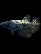 Load image into Gallery viewer, TOP GRADE Female Halfmoon - Fancy Copper #2494 - Live Betta Fish
