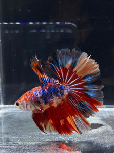 Male Rosetail - Multicolor #2495 - Live Betta Fish