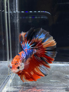 Male Rosetail - Multicolor #2495 - Live Betta Fish