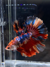 Load image into Gallery viewer, Male Rosetail - Multicolor #2495 - Live Betta Fish
