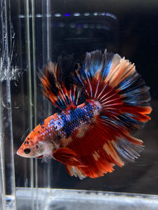 Male Rosetail - Multicolor #2495 - Live Betta Fish