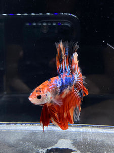 Male Rosetail - Multicolor #2495 - Live Betta Fish