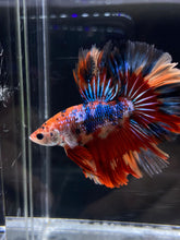 Load image into Gallery viewer, Male Rosetail - Multicolor #2495 - Live Betta Fish
