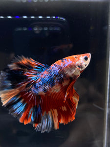 Male Rosetail - Multicolor #2495 - Live Betta Fish