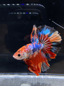 Male Rosetail - Multicolor #2495 - Live Betta Fish