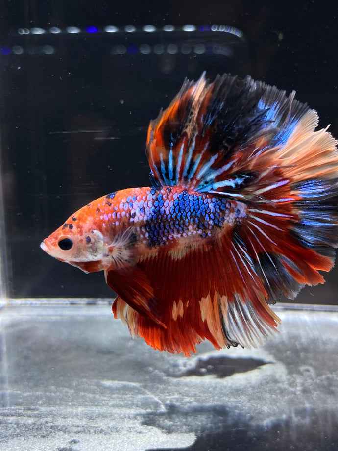 Male Rosetail - Multicolor #2495 - Live Betta Fish