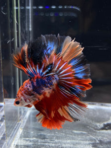 Male Rosetail - Multicolor #2495 - Live Betta Fish