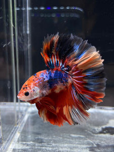 Male Rosetail - Multicolor #2495 - Live Betta Fish