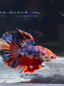 Male Rosetail - Multicolor #2495 - Live Betta Fish