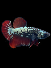 Load image into Gallery viewer, Male Halfmoon Plakat - Copper Red Tail #2497 - Live Betta Fish
