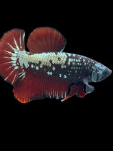 Load image into Gallery viewer, Male Halfmoon Plakat - Copper Red Tail #2497 - Live Betta Fish
