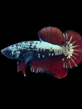 Load image into Gallery viewer, Male Halfmoon Plakat - Copper Red Tail #2497 - Live Betta Fish
