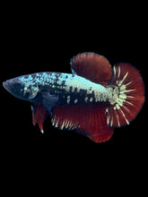 Load image into Gallery viewer, Male Halfmoon Plakat - Copper Red Tail #2497 - Live Betta Fish

