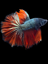 Load image into Gallery viewer, Male Rosetail - Fancy Copper #2498 - Live Betta Fish
