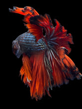 Load image into Gallery viewer, Male Rosetail - Fancy Copper #2498 - Live Betta Fish
