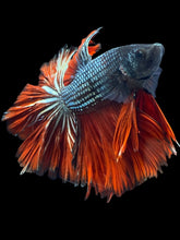 Load image into Gallery viewer, Male Rosetail - Fancy Copper #2498 - Live Betta Fish
