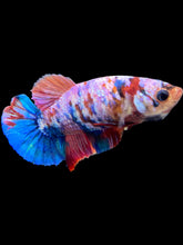 Load image into Gallery viewer, Female Halfmoon Plakat - Galaxy #2498 - Live Betta Fish
