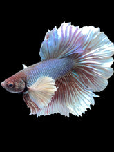 Load image into Gallery viewer, Male Rosetail - Dumbo #2499 - Live Betta Fish
