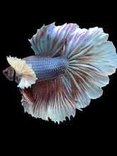 Load image into Gallery viewer, Male Rosetail - Dumbo #2499 - Live Betta Fish
