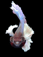 Load image into Gallery viewer, Male Rosetail - Dumbo #2499 - Live Betta Fish
