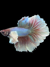 Load image into Gallery viewer, Male Rosetail - Dumbo #2499 - Live Betta Fish
