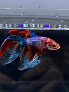 Male Veiltail - Multicolor #2500 - Live Betta Fish