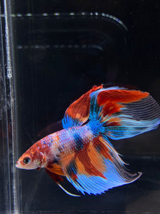 Male Veiltail - Multicolor #2500 - Live Betta Fish