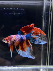 Male Veiltail - Multicolor #2500 - Live Betta Fish