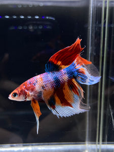 Male Veiltail - Multicolor #2500 - Live Betta Fish