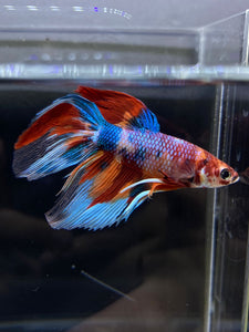 Male Veiltail - Multicolor #2500 - Live Betta Fish