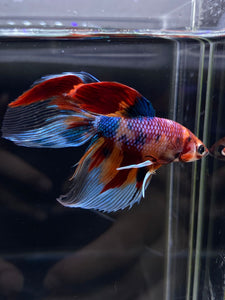 Male Veiltail - Multicolor #2500 - Live Betta Fish