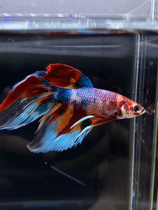 Male Veiltail - Multicolor #2500 - Live Betta Fish