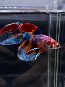 Male Veiltail - Multicolor #2500 - Live Betta Fish