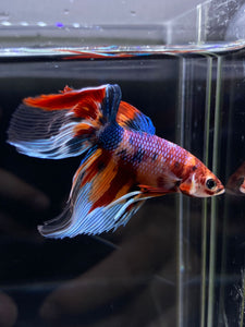 Male Veiltail - Multicolor #2500 - Live Betta Fish