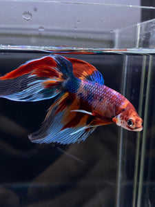 Male Veiltail - Multicolor #2500 - Live Betta Fish