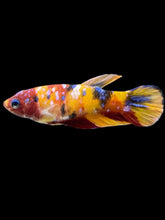 Load image into Gallery viewer, Female Halfmoon Plakat - Multicolor #2501 - Live Betta Fish
