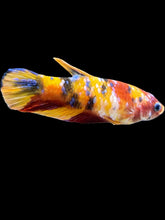 Load image into Gallery viewer, Female Halfmoon Plakat - Multicolor #2501 - Live Betta Fish
