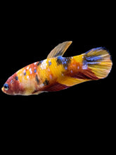Load image into Gallery viewer, Female Halfmoon Plakat - Multicolor #2501 - Live Betta Fish
