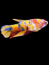 Load image into Gallery viewer, Female Halfmoon Plakat - Multicolor #2501 - Live Betta Fish
