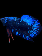 Load image into Gallery viewer, Male Halfmoon Plakat - Blue Avatar Star Dust #2504 - Live Betta Fish
