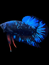 Load image into Gallery viewer, Male Halfmoon Plakat - Blue Avatar Star Dust #2504 - Live Betta Fish
