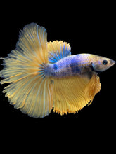 Load image into Gallery viewer, Male Halfmoon - Fancy Yellow #2504 - Live Betta Fish (NIP TAIL)
