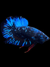 Load image into Gallery viewer, Male Halfmoon Plakat - Blue Avatar Star Dust #2504 - Live Betta Fish

