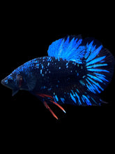 Load image into Gallery viewer, Male Halfmoon Plakat - Blue Avatar Star Dust #2504 - Live Betta Fish
