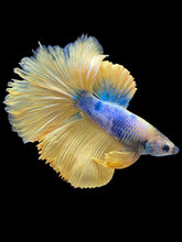 Load image into Gallery viewer, Male Halfmoon - Fancy Yellow #2504 - Live Betta Fish (NIP TAIL)
